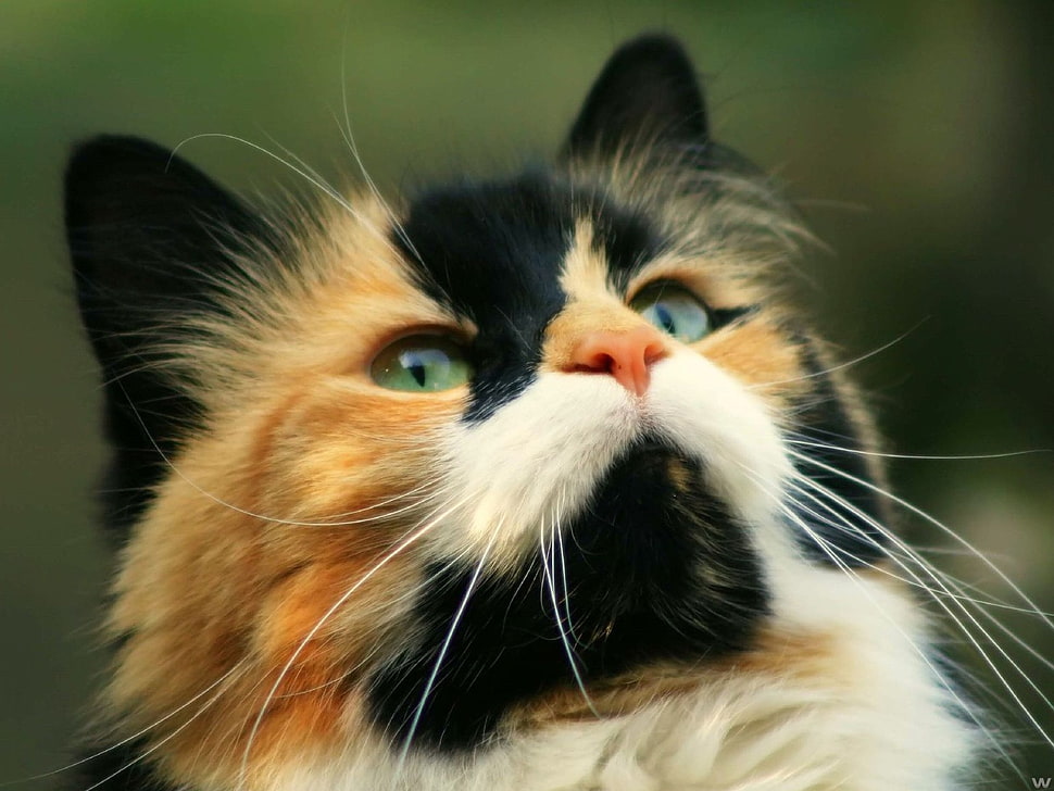 calico cat HD wallpaper