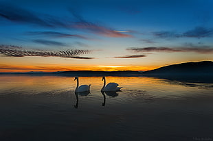 two swan HD wallpaper