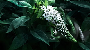 white flower, moonlight, macro, beetles, leaves