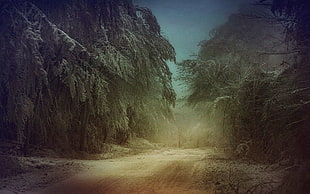 mist, nature, landscape, trees HD wallpaper