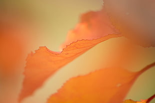 close-up photography of maple leaf