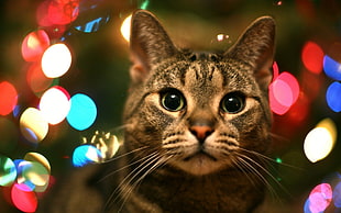 selective focus photography of silver tabby cat