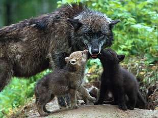 Wolf and two cubs cuddling