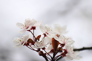 selective focus photo of white Cherry Blossom flower