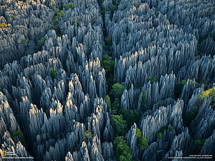 National Geographic TV still, trees, grass, rock, National Geographic HD wallpaper