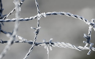close-up photography of barbed wire
