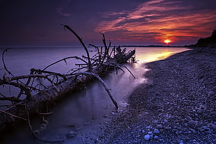 driftwood on shore, nature, landscape, sea, sunlight HD wallpaper