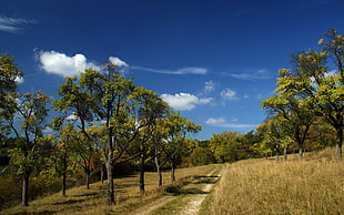 trees and grass field, landscape, road
