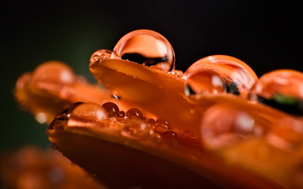 Drops,  Dew,  Large,  Petals HD wallpaper