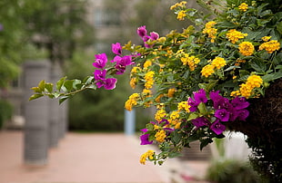 selective focus photo of yellow and purple petaled flowers