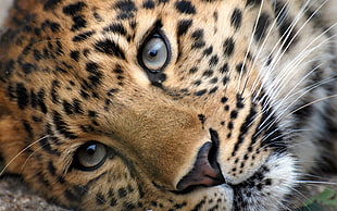 close-up photography of cheetah