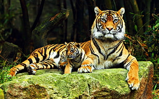 brown tiger, tiger, animals, baby animals, big cats