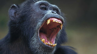 black chimpanzee, chimpanzees