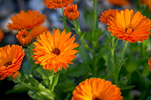 selective focus photo of orange Calendula flowers HD wallpaper