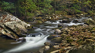 time lapse photography of river between trees, elkmont