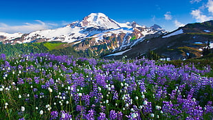 purple petaled flowers, mountains, flowers, snow, landscape