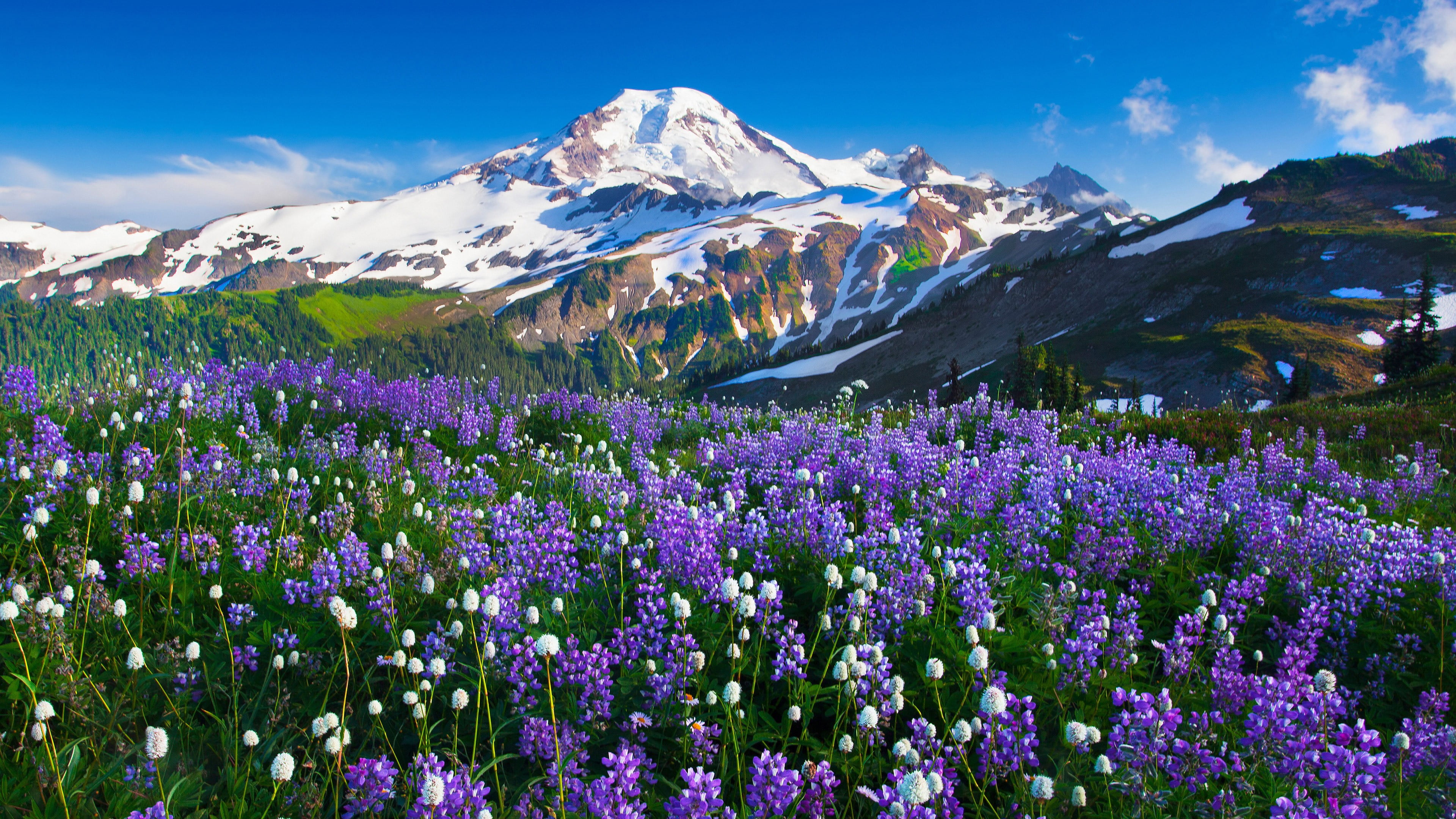 Purple petaled flowers, mountains