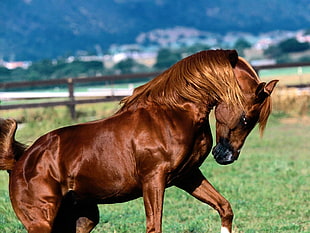 focus photography of brown horse during daytime