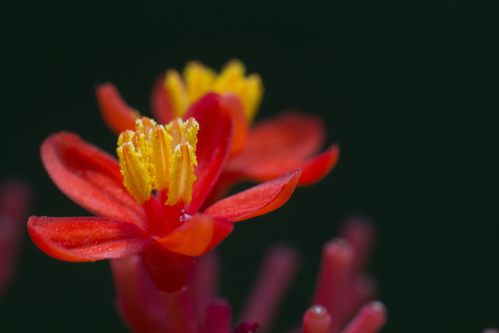 red and yellow flower closeup photography HD wallpaper