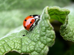 closeup photo of red and black Ladybug on green leaf