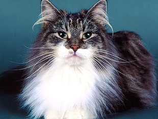 long fur black and white cat focus photography