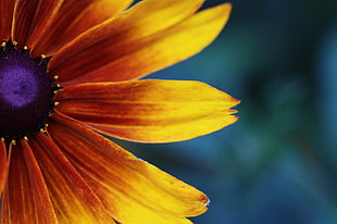 yellow daisy flower closeup photo
