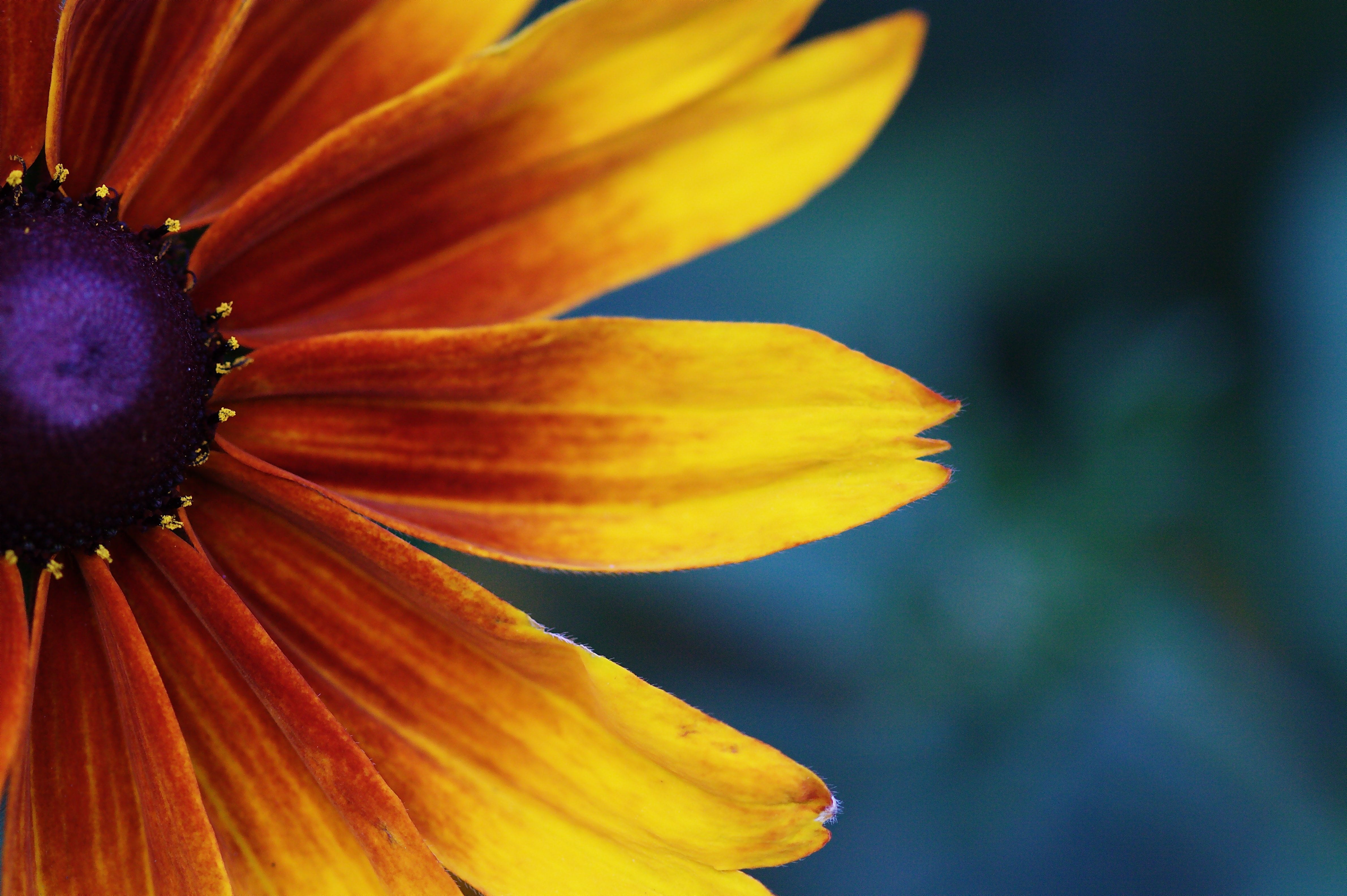yellow daisy flower closeup photo