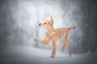 medium short-coated beige puppy, winter, snow, dog, animals HD wallpaper