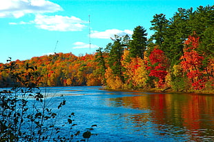 autumn trees near body of water during daytime