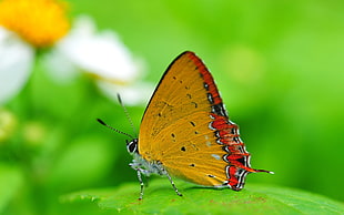 closeup photo of yellow and red butterfly