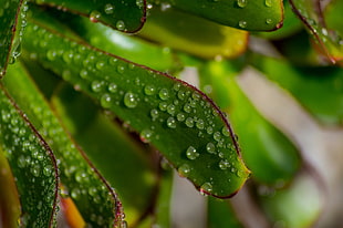selective focus photo of green plant