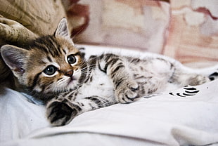 gray kitten on bed HD wallpaper