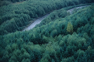 aerial photo of forest