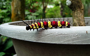 yellow, red, and black caterpillar on gray clay vase HD wallpaper