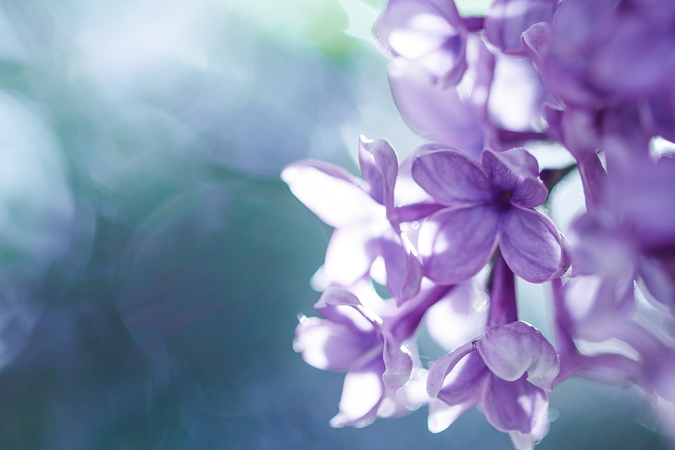 macro photography of purple petaled flowers HD wallpaper