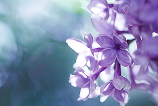 macro photography of purple petaled flowers