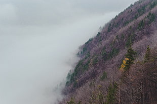 mountain with brown grass and green leaf trees covered in fog