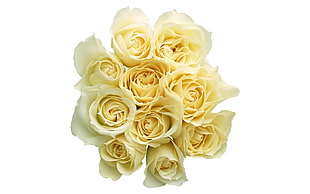 white rose flower bouquet HD wallpaper