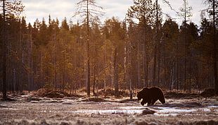 brown grizzly, bears, animals, mammals, trees