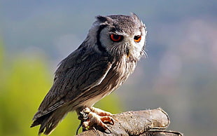 Owl wildlife photography during daytime