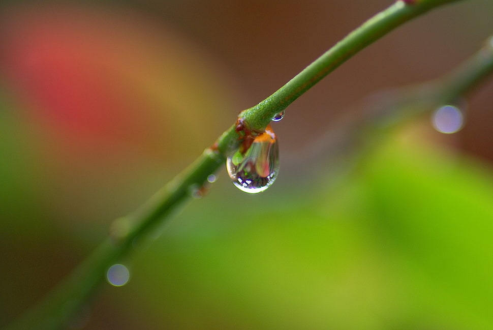 close up photography of water drop on plant stem HD wallpaper