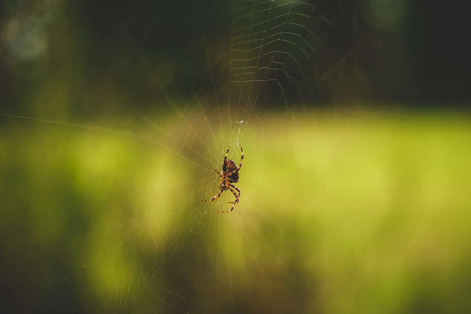 Araneus cavaticus spider, macro, spider, animals HD wallpaper