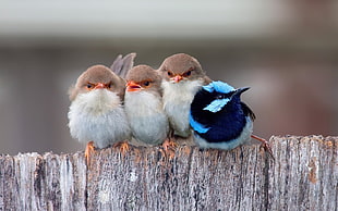 four brown and blue birss, Fairy Wren, birds, fence, animals