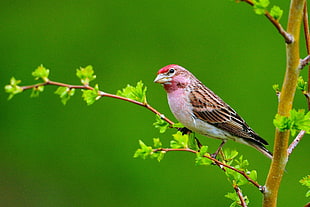 selective focus photography of brown and pink bird on brown tree branch