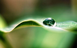 macro photography of clear rain drop on green leaf