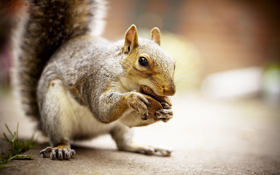 brown squirrel, animals, squirrel HD wallpaper