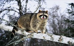 black and gray racoon in tree branch