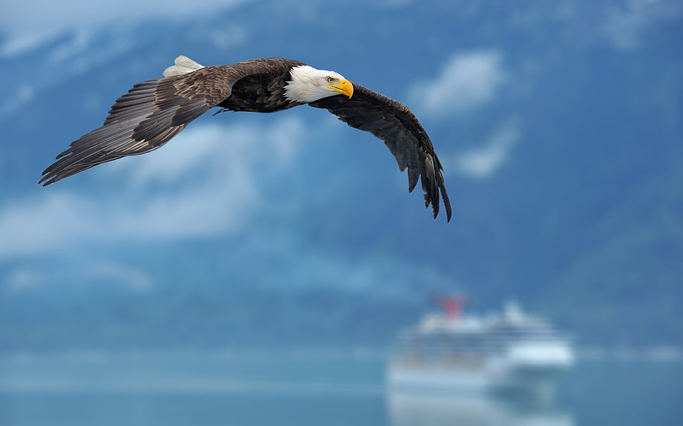 bald eagle flying HD wallpaper