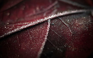 Leaf,  Brown,  Wet,  Dark