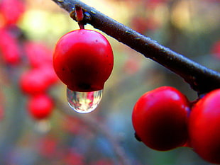 red round fruit during daytime
